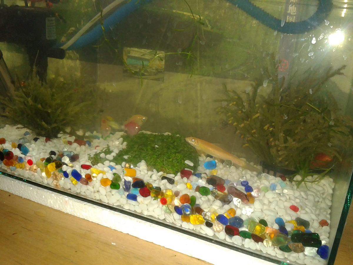 Application-of-Pebblesp